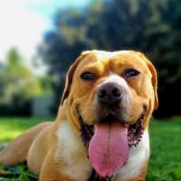Photo of Rosie