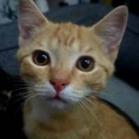 Photo of Leo