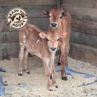 Photo of Bowen & Albert