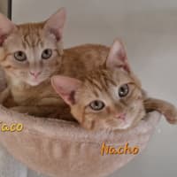 Photo of Taco (& Nacho)