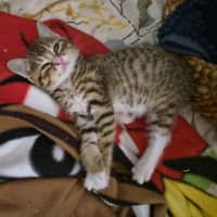 Photo of Triggy