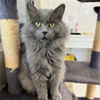 Photo of Jinx