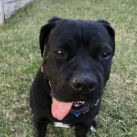 Photo of Julie *$350 Adoption Fee*