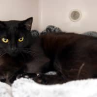 Photo of Buffy Sta013042