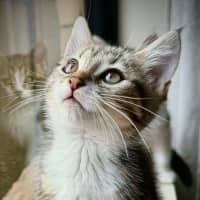 Photo of Eevee