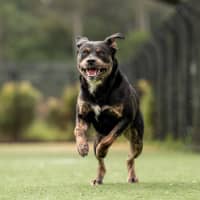 Photo of Blaze Imp 556