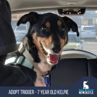 Photo of Trigger   7 Year Old Kelpie