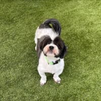 Photo of Bonded Sisters