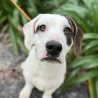 Photo of Chilli Flake 