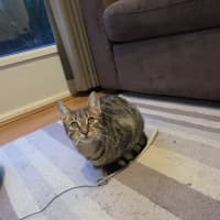 Photo of Lilo