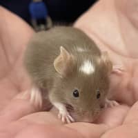 Photo of Roquefort