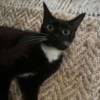 Photo of Magpie 