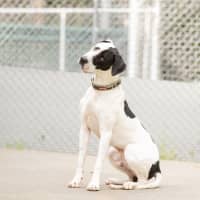 Photo of Spotty