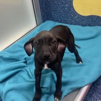 Photo of Echo