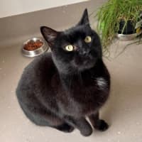 Photo of C1211 Pirate