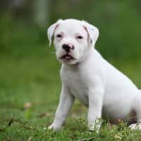 Photo of Hamish