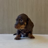 Photo of Arlo