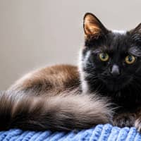 Photo of Henrietta