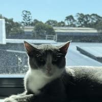 Photo of Clover