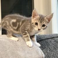 Photo of Lyra **2nd Chance Cat Rescue **
