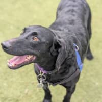 Photo of Ares