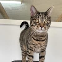 Photo of Fin