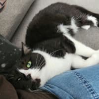Photo of Dusty   In Foster Care In Ardeer