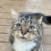 Photo of Bartholomew Ragamuffin