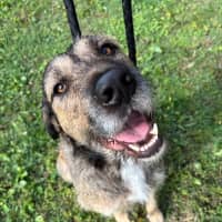 Photo of Oscar   4 Year Old Wolfhound X