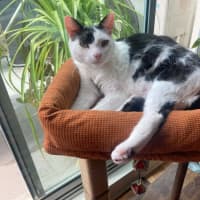 Photo of Little Guy   In Foster In Care In Brunswick East