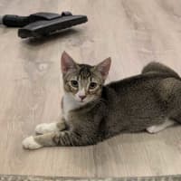 Photo of Blossom   In Foster Care In Glenroy