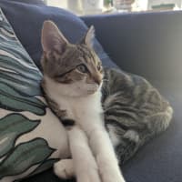 Photo of Dottie Golden