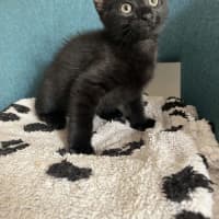 Photo of Tuumtum   Available 18/1