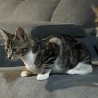 Photo of Roxy   Reduced Adoption Fee   $150