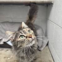 Photo of Tulip