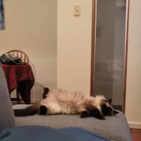 Photo of Bobby & Brown *9 Lives Project Rescue*