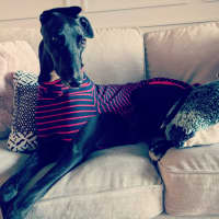 Photo of Cassie, The Greyhound