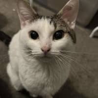 Photo of Smoosh