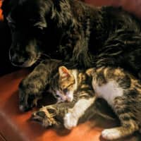 Photo of Ackee **2nd Chance Cat Rescue**