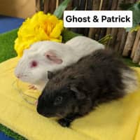 Photo of Ghost & Patrick