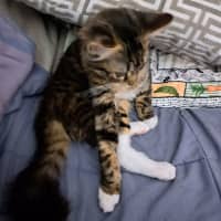 Photo of Missy
