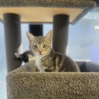 Photo of Tulip