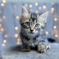 Photo of Zoey Moonlight