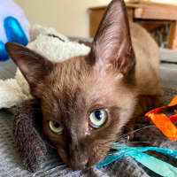 Photo of Twinkle   K28