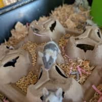 Photo of Possum / Gracie / Spot