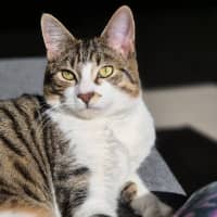 Photo of Flip