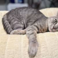Photo of Nyitti
