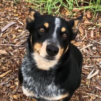 Photo of Patches 