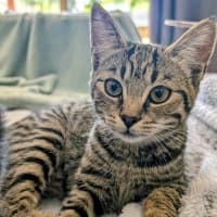 Photo of Lola