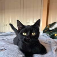 Photo of Shadow 🥰
